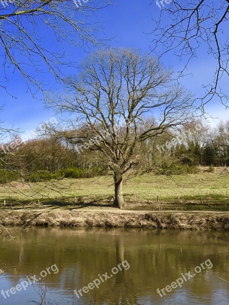 Nature Tree Landscape Waters Grass