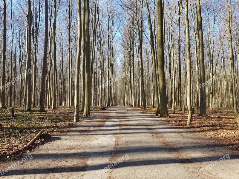 Wood Tree Nature Guidance Landscape