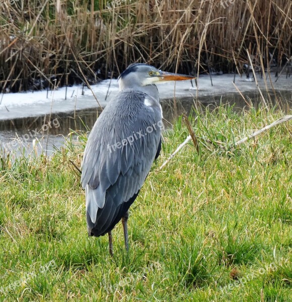 Birds Wildlife Nature Animal Kingdom Free Photos