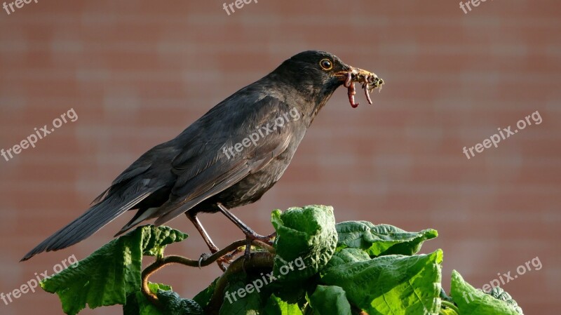 Bird Nature Animal World Animal Blackbird