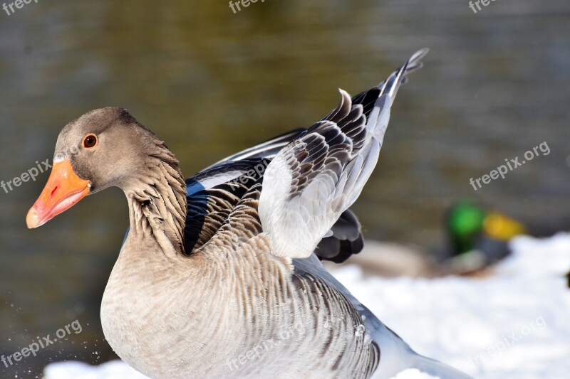 Goose Greylag Goose Wild Goose Water Bird Migratory Bird