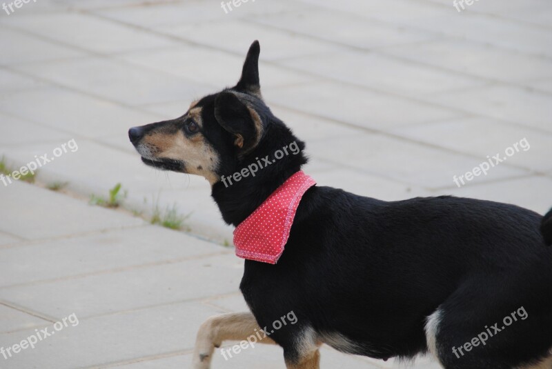 Dog Summer Nature Cute Happy Dog