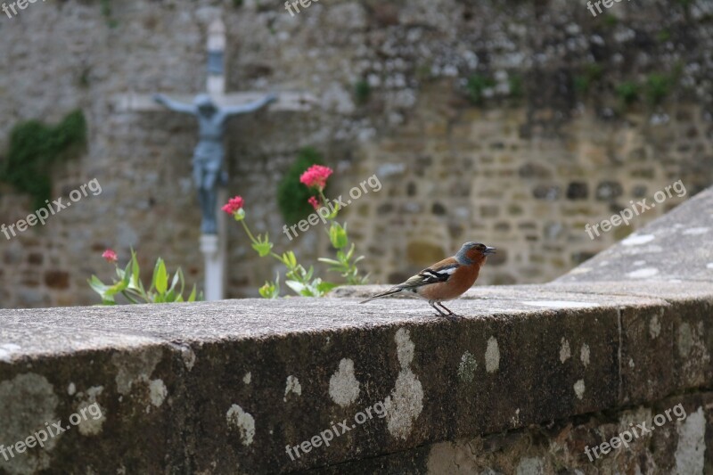 Nature Bird Tree Animal Small