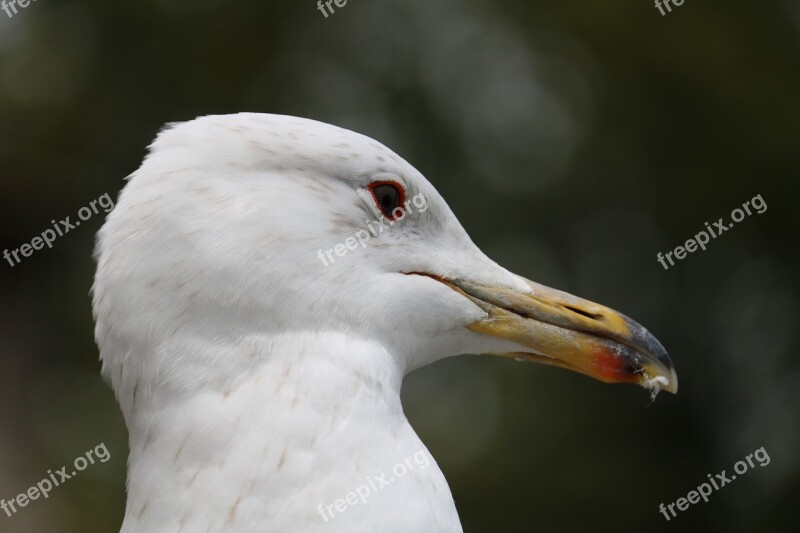 Bird Animal World Nature Animal Feather