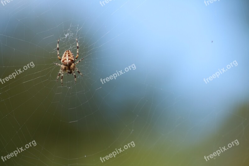 Nature Spider Waters Sky Insect