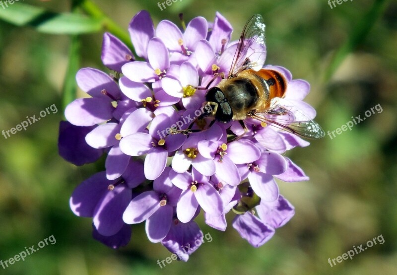 Nature Flower Plant Summer Garden