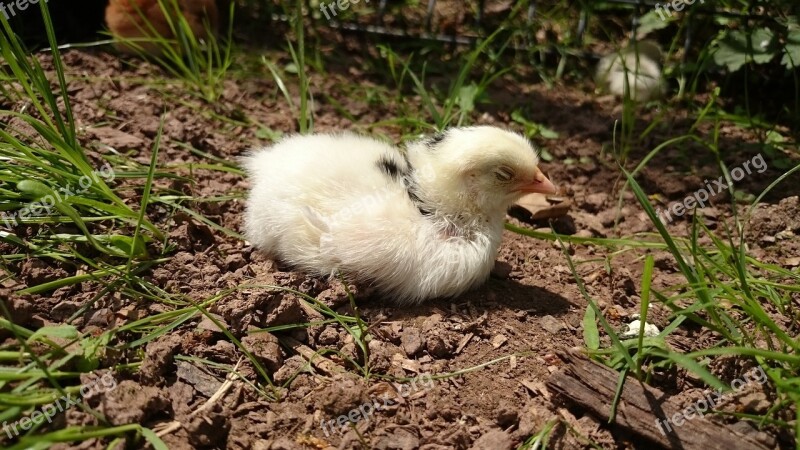 Leghorn Exchequer Chicks Hen Chicken