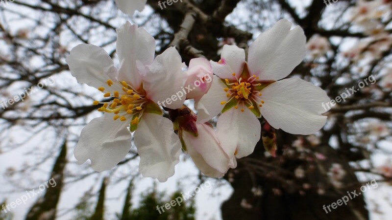 Flower Tree Branch Nature Season