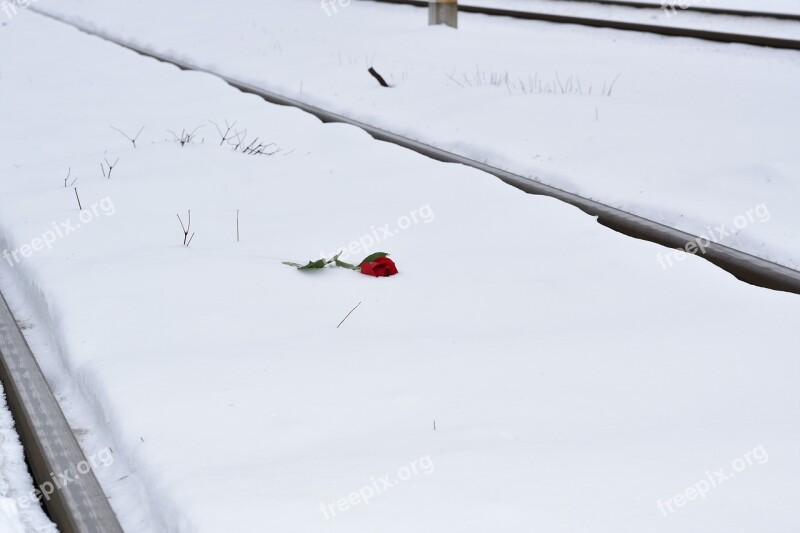 Red Rose In Snow Railway Love Asleep Lost Love True Love Never Dies