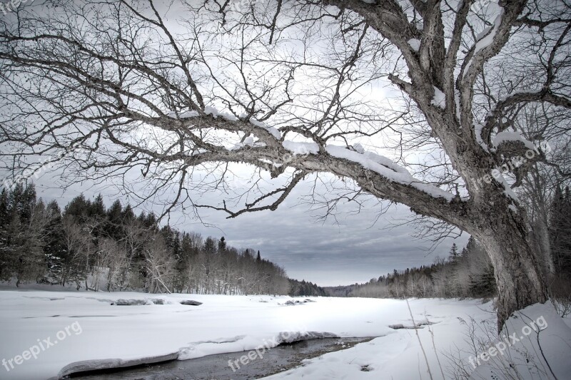 Winter Snow Tree Cold Frozen