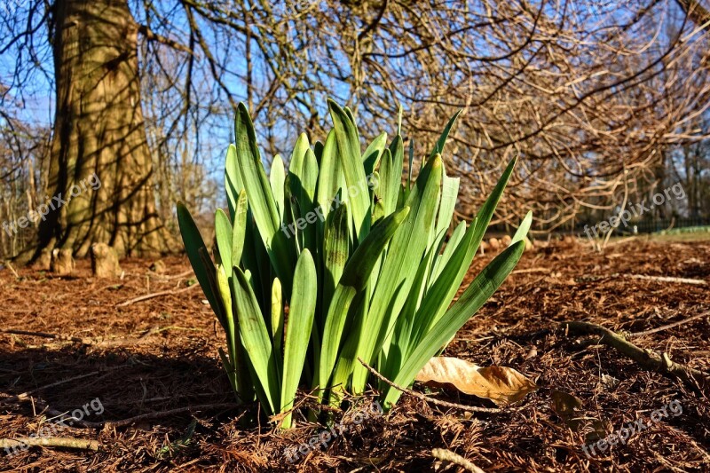 Snowdrop Galanthus Flower Blossom Plant