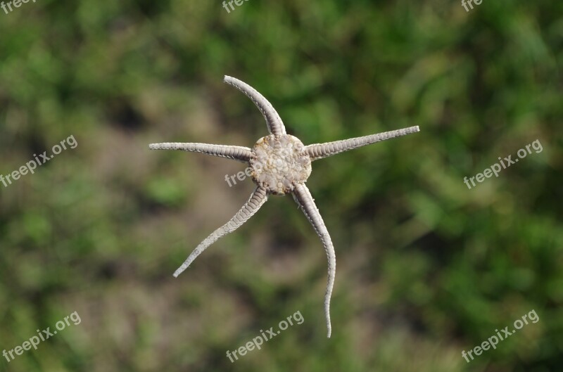 Nature Animal World Animal Star Starfish