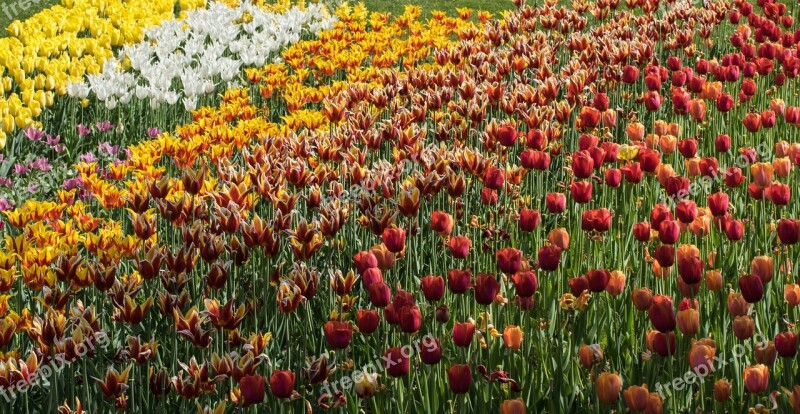 Flower Tulips Tulip Field Nature Field