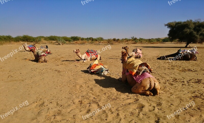 Sand Desert Camel Adventure Dromedary