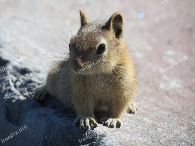 Rodent Mammal Cute Animal World Nature