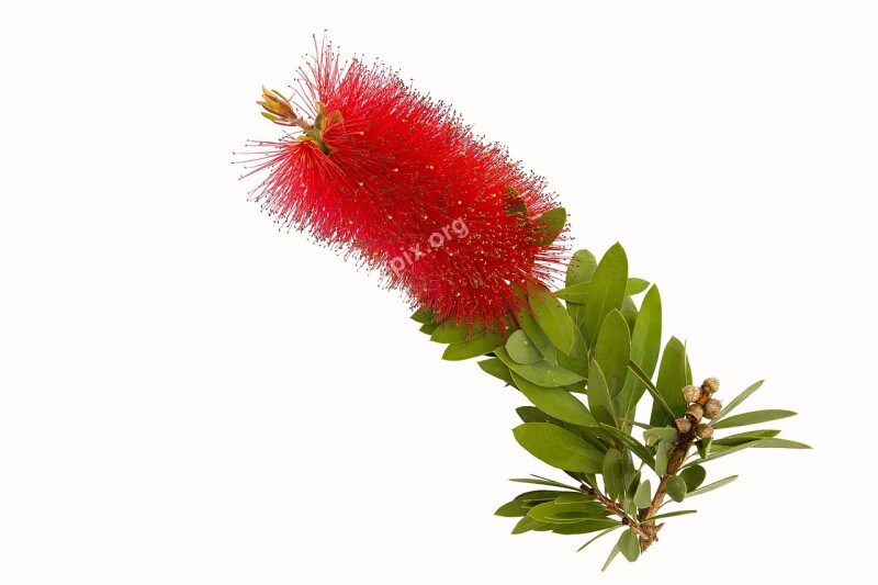 Bottle Brush Flower Flora Color