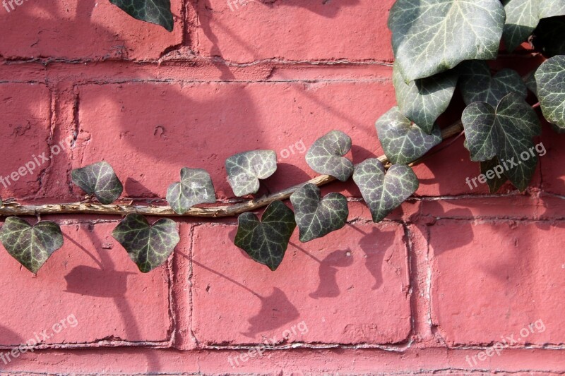 Ivy Creeper Foliage Plant Nature