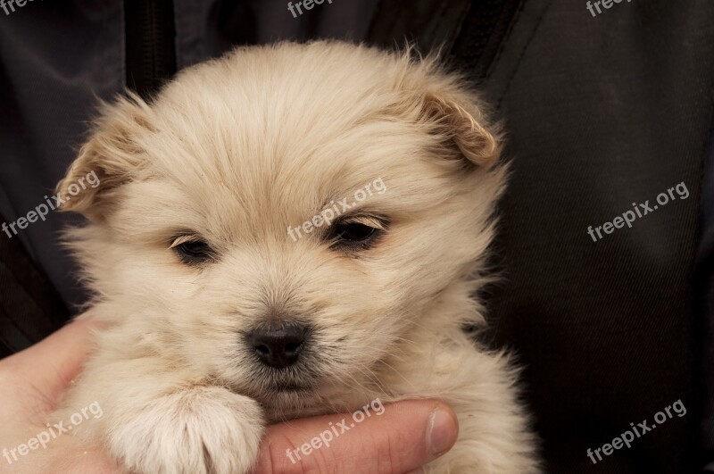 Dog Canine Mammal Cute Portrait