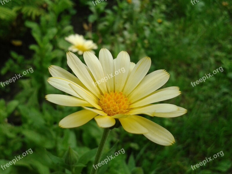 Garden Daisy Flower The Lone Plant Yellow