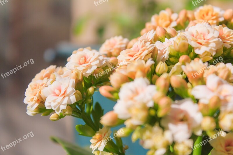 Flower Nature Bouquet Leaf Flora