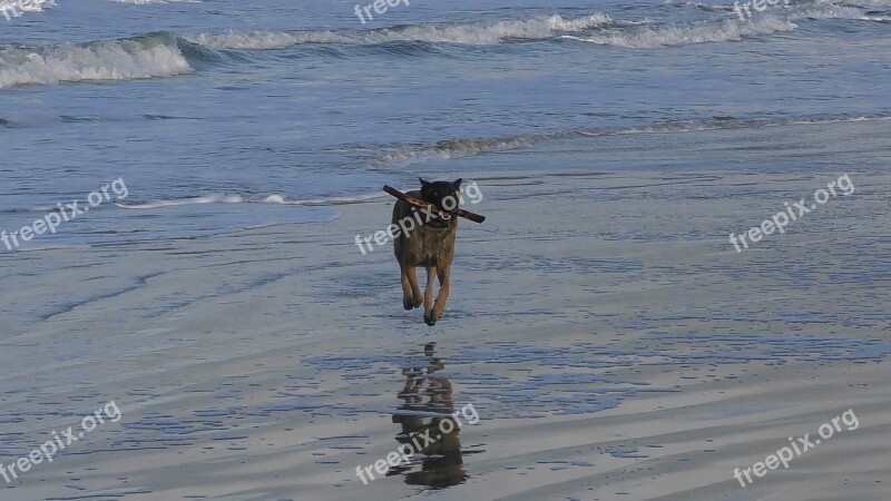 Malinois Waters Nature Sea Winter