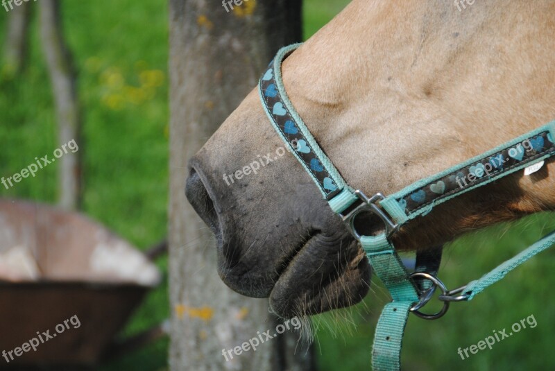 Horse Muzzle Mare Animal Slovakia