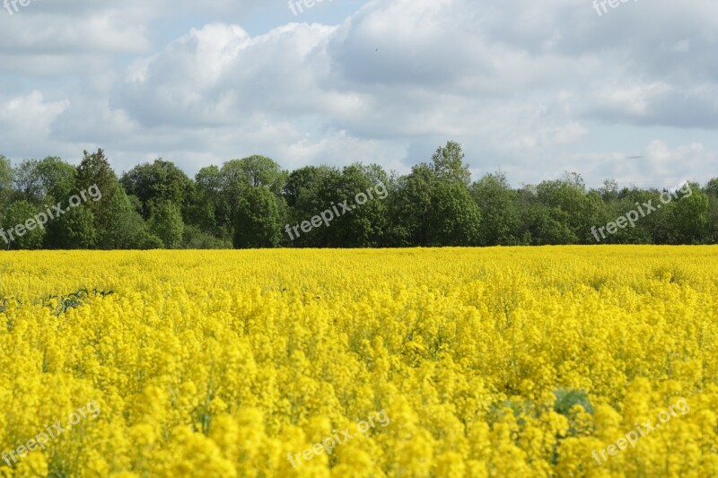 Agrofirm Field Landscape Harvest Nature