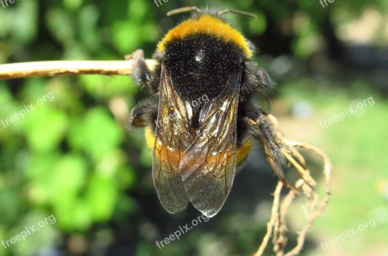 Nature Insect Anthophila Animalia Wild Life