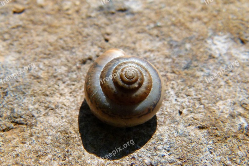 Exoskeleton Snail Spiral Seafood Free Photos