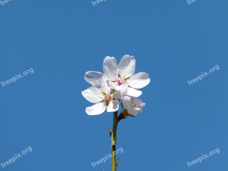 Almond Flower Flower Plant Nature Flowering