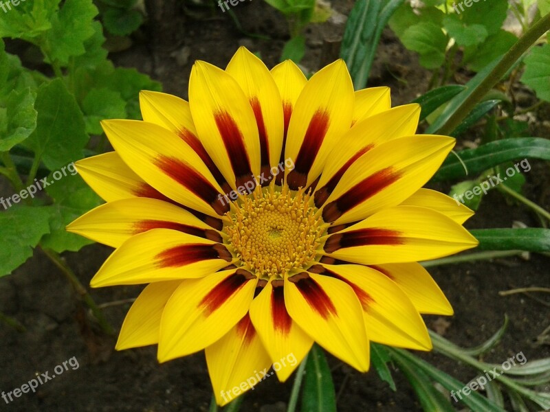 Gerbera Flower A Yellow Flower The Movement Of Colours Nature