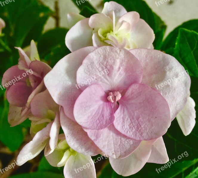 Pink Flower Pink Petals Flower Pink Rosa