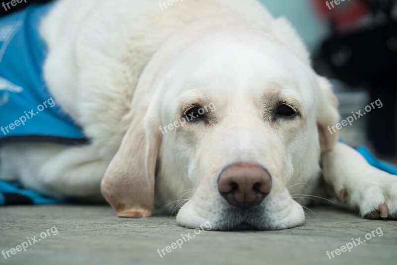 Dog Mammal Cute Canine Pet