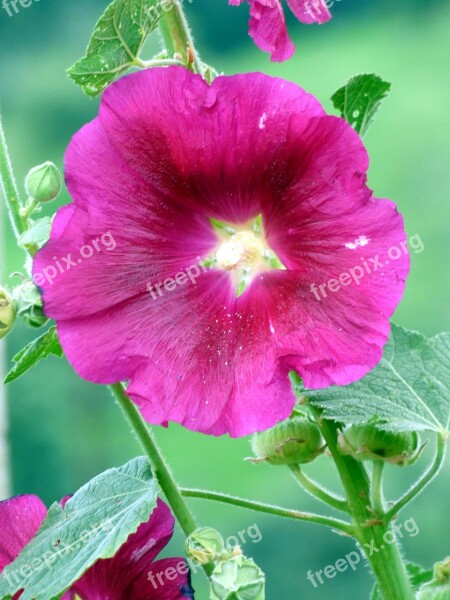 Nature Flower Garden Petals Flowering