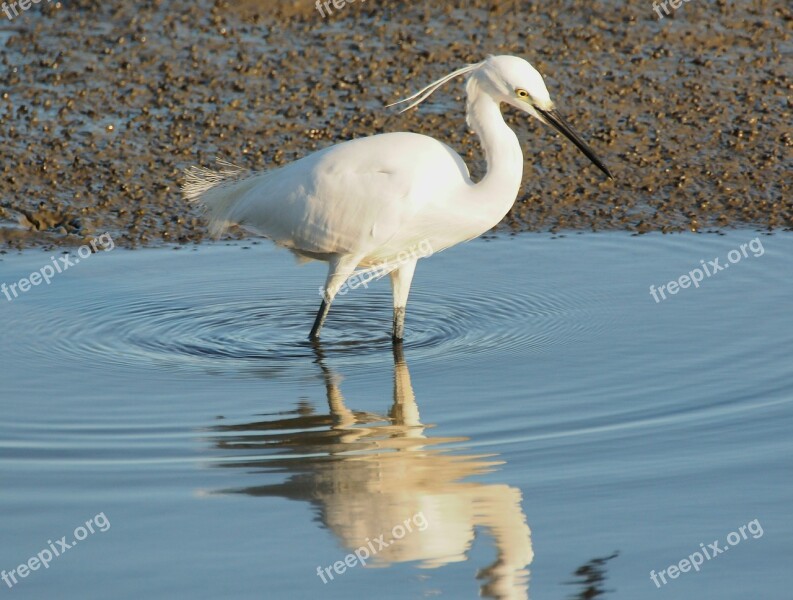 Bird Water Wildlife Animal Lake