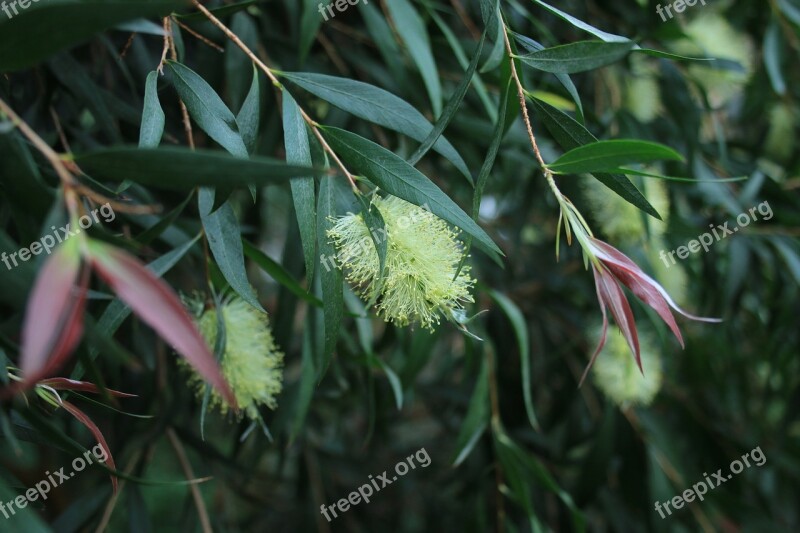 Callistemon Salignus Willow-like Cylinder Cleaner Myrtaceae Free Photos