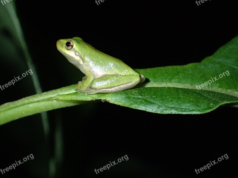 Frog Amphibious Fauna No Person Free Photos