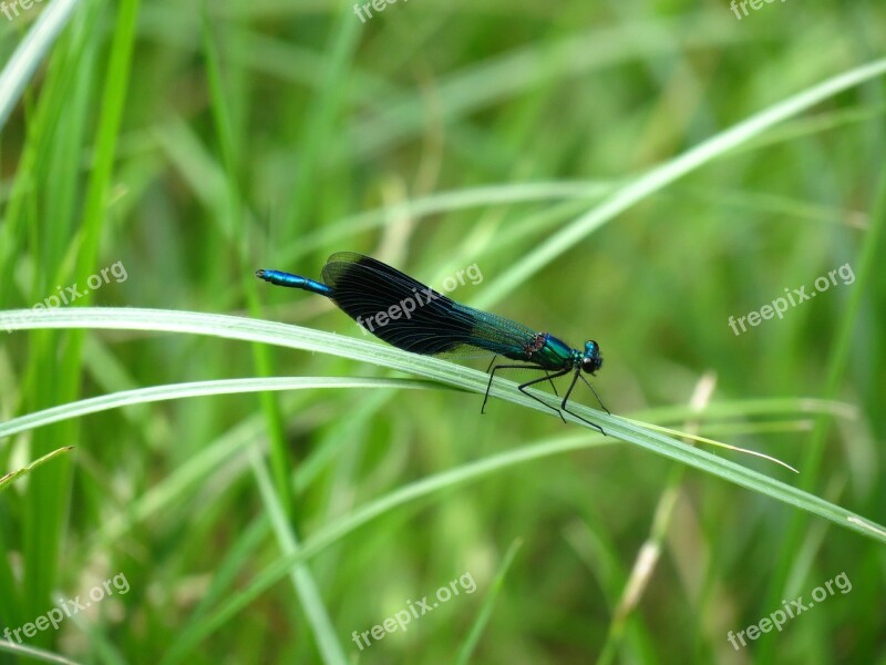 Nature Summer Water Dragonfly Banded Demoiselle