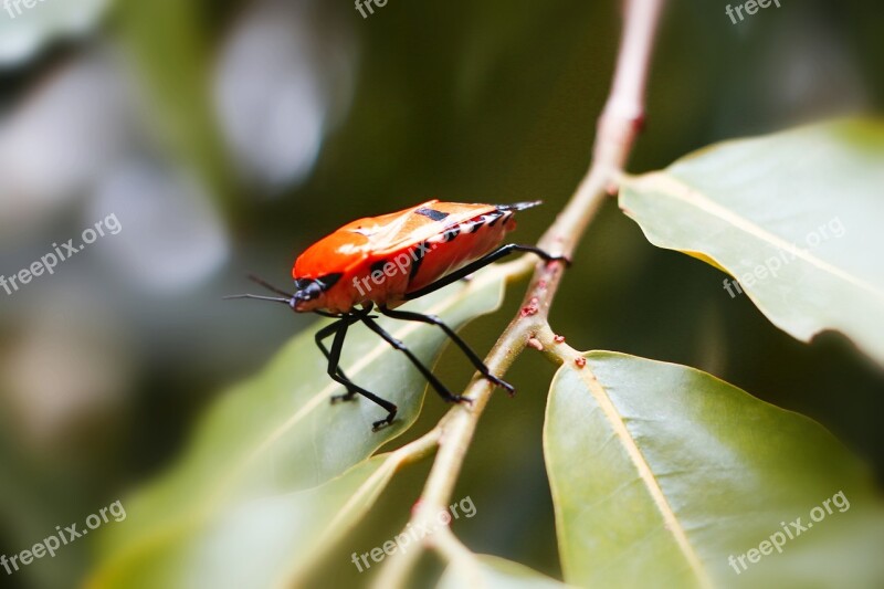 Insect Nature Leaf Outdoors Closeup