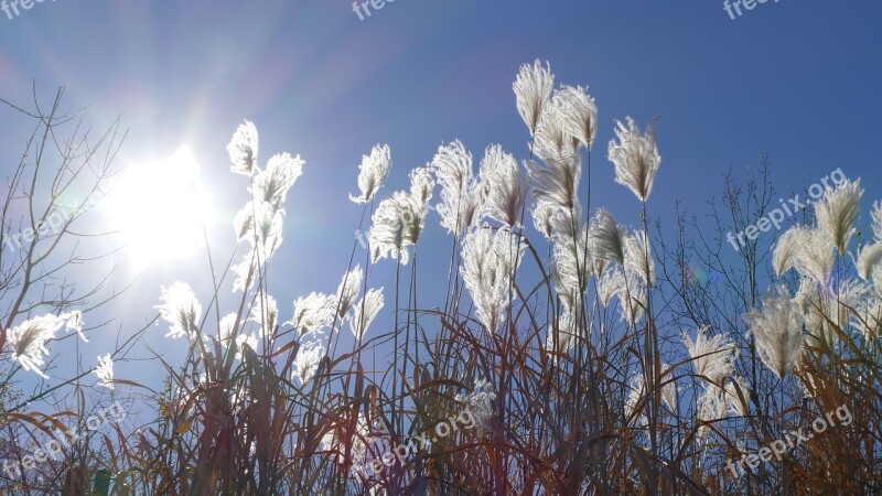 Nature Season Field Flora Bright