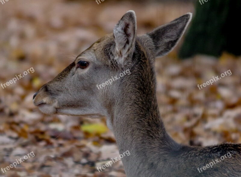 Animal World Roe Deer Damm Wild Nature Mammal