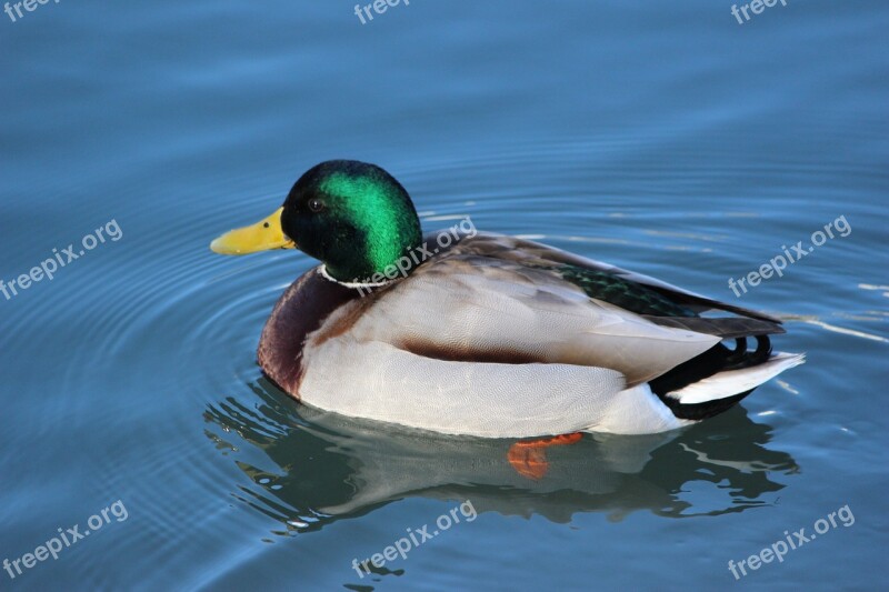 Duck Puddle Lake Mallard Waters