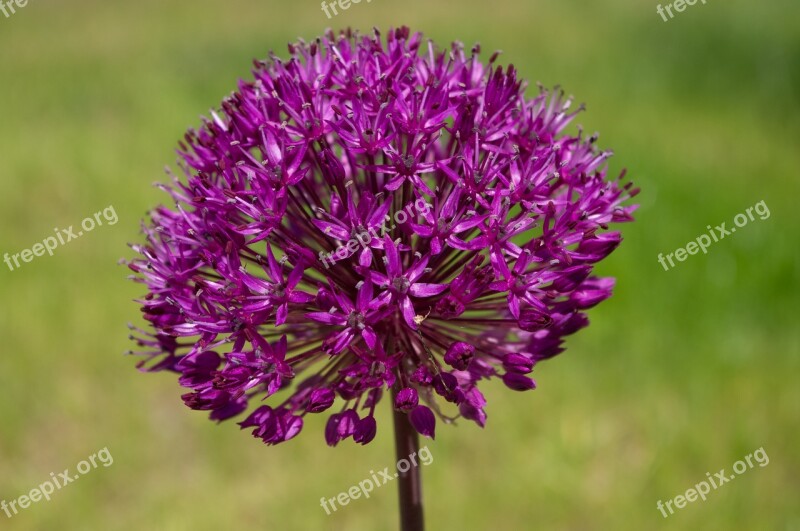 Nature In The Free Flora Flower Grass