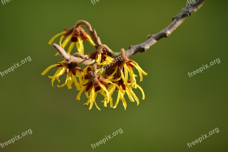 Nature Tree Plant Witch Hazel Yellow