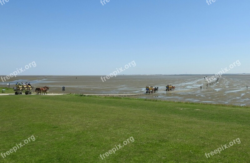 Horse Drawn Carriage Watts Island Sunshine Free Photos