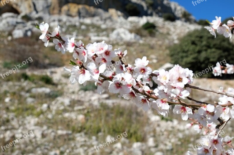 Nature Nature Park Blossom Bloom Spring Flower