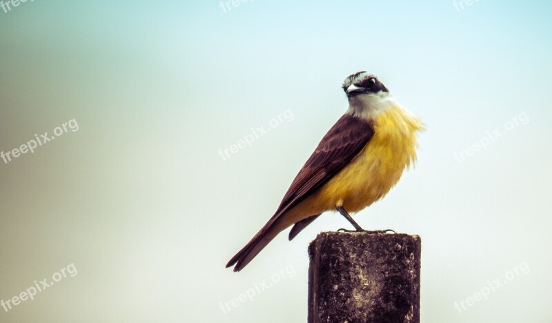 Birds Nature Wildlife Animalia Bemtevi