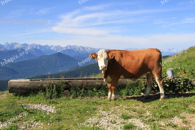 Meadow Grass Landscape Agriculture Cow