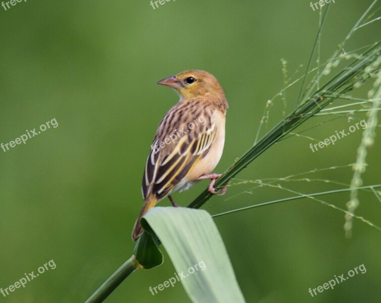 Nature Wildlife Bird Outdoors Animal