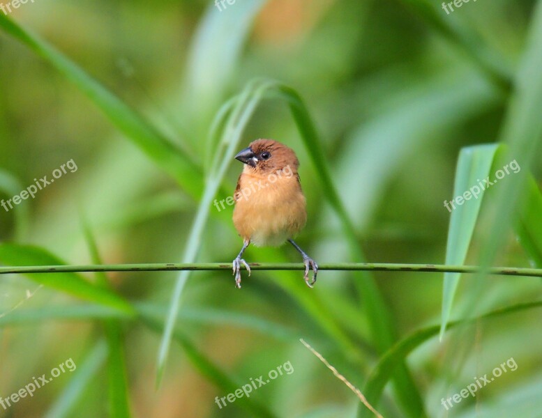 Wildlife Bird Nature Animal Outdoors